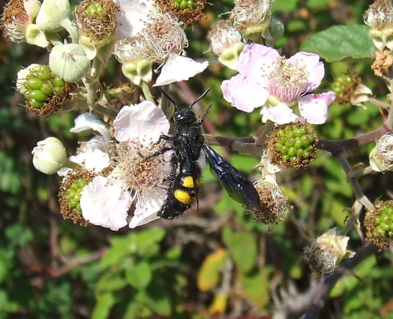 Scolia hirta femmina?